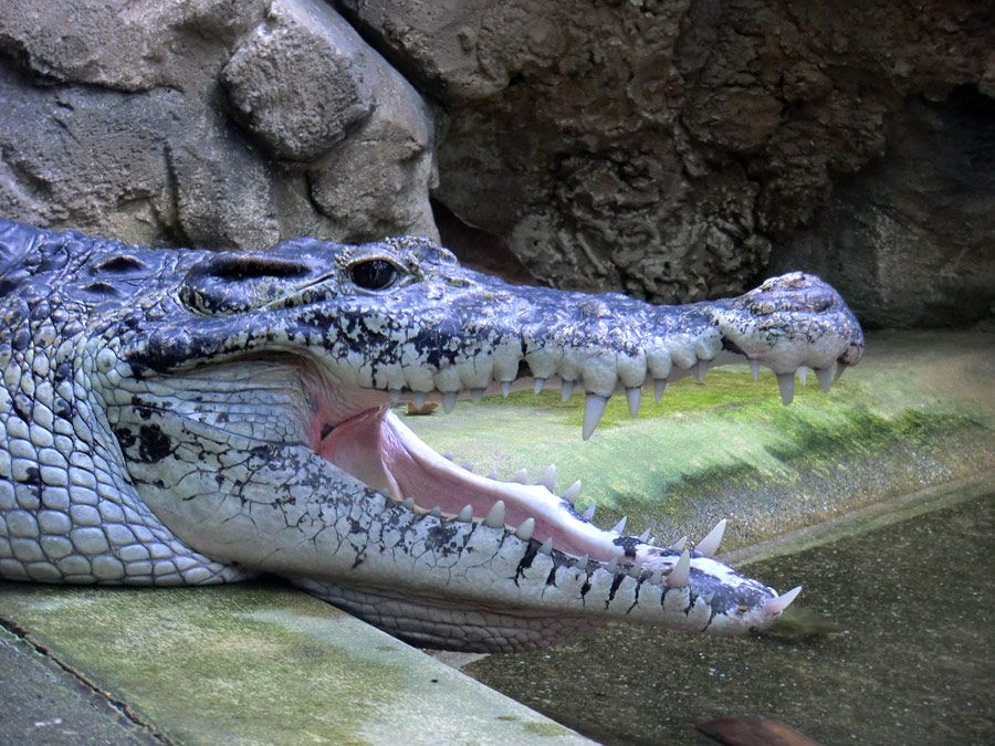 Neuguinea-Krokodil im Zoo Wuppertal im März 2012