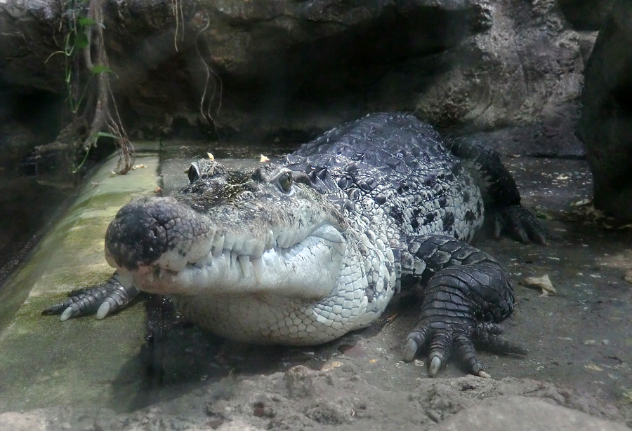 Neuguinea-Krokodil im Zoologischen Garten Wuppertal im März 2012