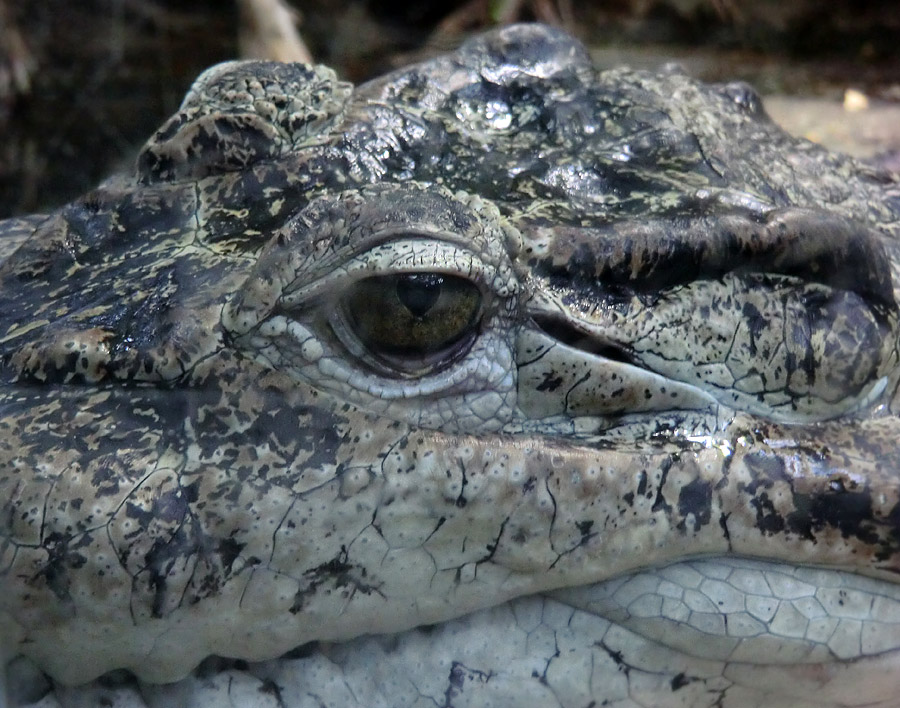 Neuguinea-Krokodil im Wuppertaler Zoo im März 2012