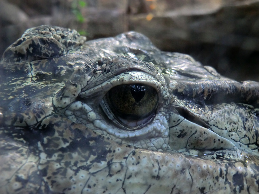 Neuguinea-Krokodil im Zoo Wuppertal im März 2012