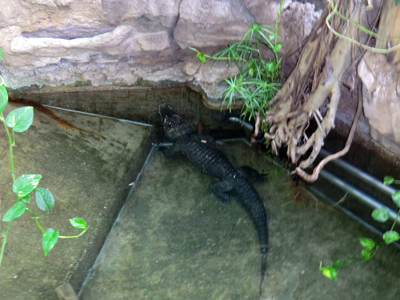 Stumpfkrokodil im Zoologischen Garten Wuppertal am 13. März 2014