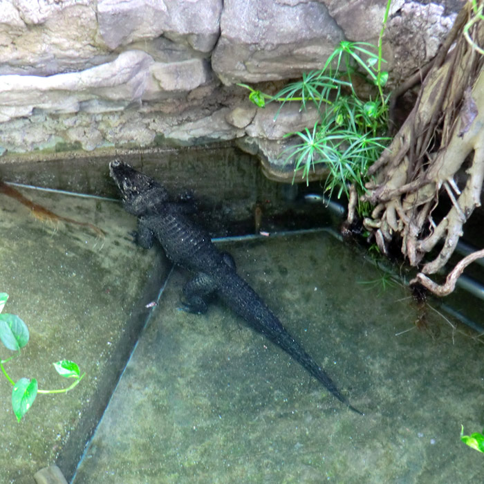 Männliches Stumpfkrokodil im Zoo Wuppertal am 13. März 2014