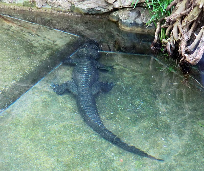 Männliches Stumpfkrokodil im Wuppertaler Zoo am 13. März 2014