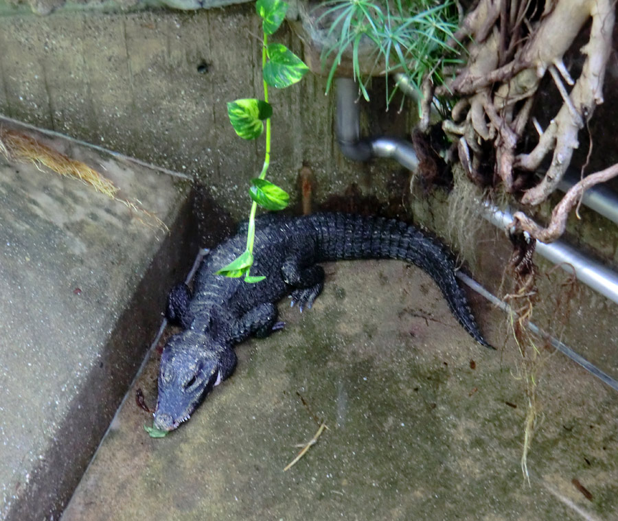 Männliches Stumpfkrokodil im Zoo Wuppertal am 10. April 2014