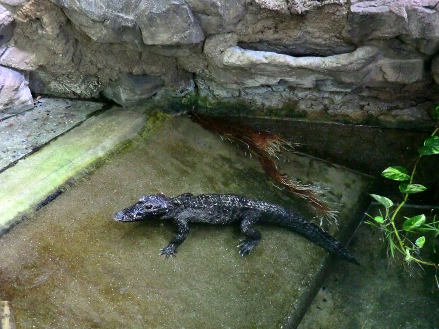 Weibliches Stumpfkrokodil im Zoologischen Garten Wuppertal am 6. Juni 2014