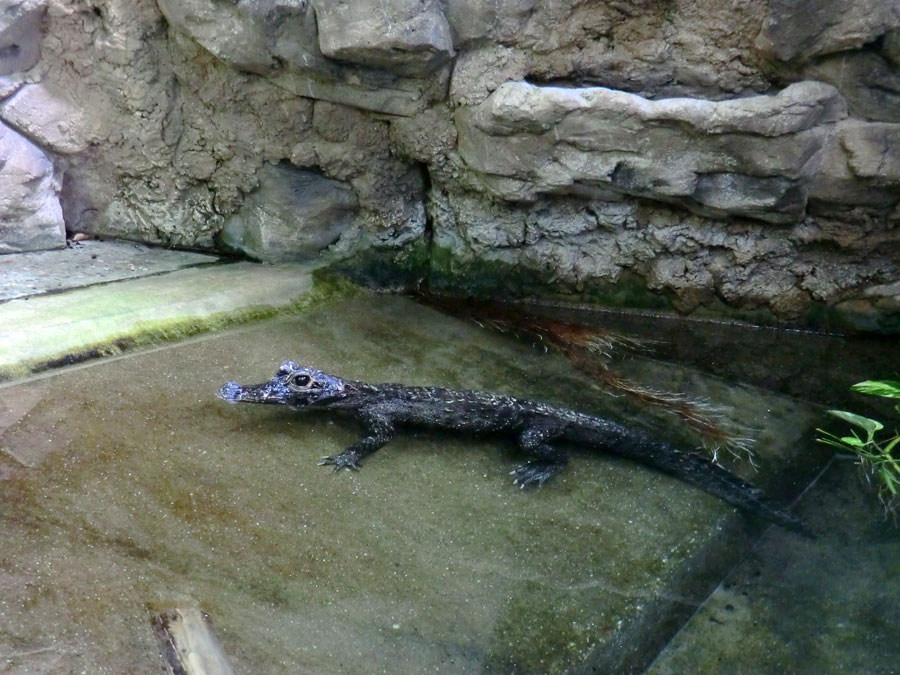 Weibliches Stumpfkrokodil im Wuppertaler Zoo am 6. Juni 2014