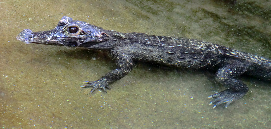 Weibliches Stumpfkrokodil im Zoo Wuppertal am 6. Juni 2014