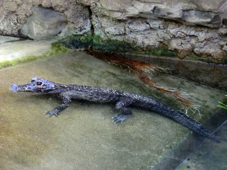 Weibliches Stumpfkrokodil im Zoologischen Garten Wuppertal am 6. Juni 2014