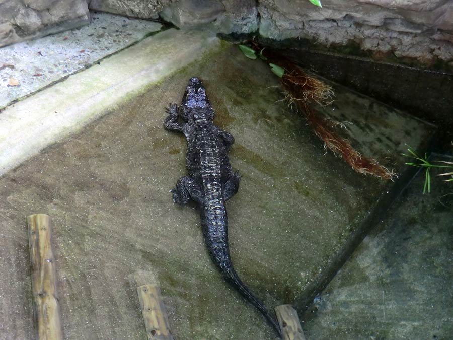 Stumpfkrokodil im Zoologischen Garten Wuppertal am 14. Juni 2014