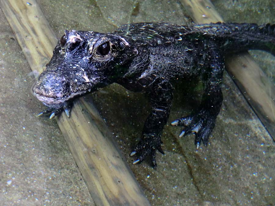 Stumpfkrokodil im Wuppertaler Zoo am 14. Juni 2014