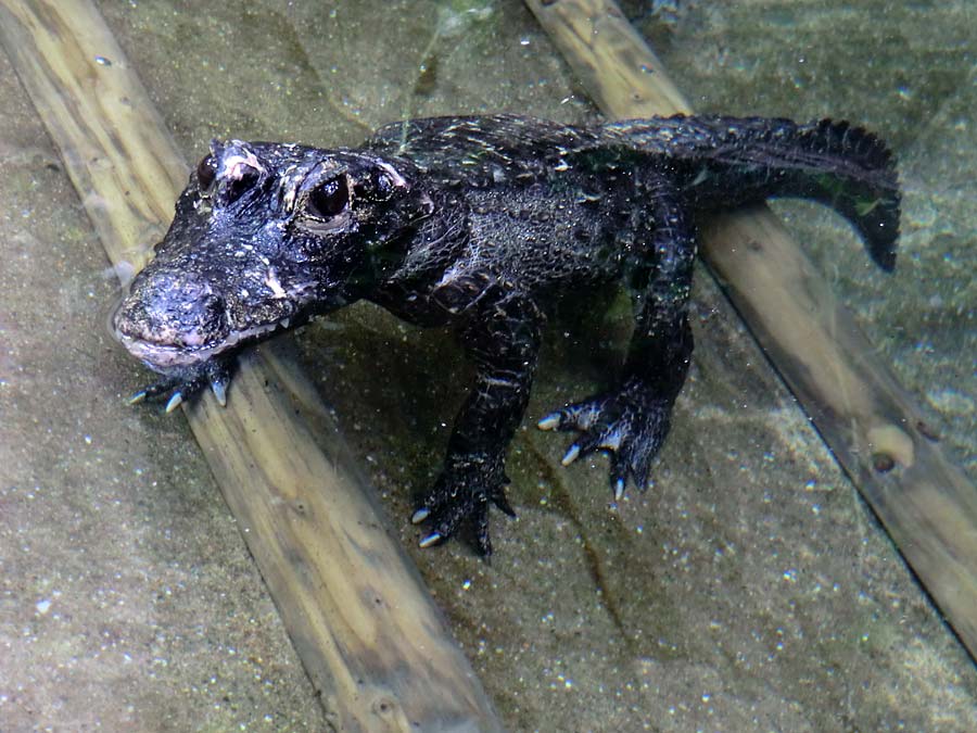 Stumpfkrokodil im Zoo Wuppertal am 14. Juni 2014