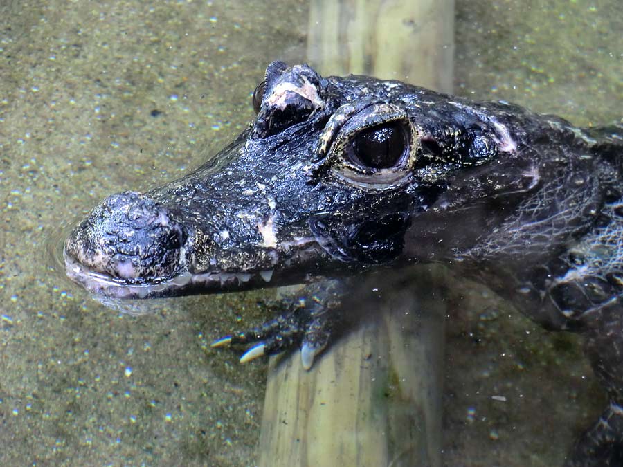 Stumpfkrokodil im Zoologischen Garten Wuppertal am 14. Juni 2014