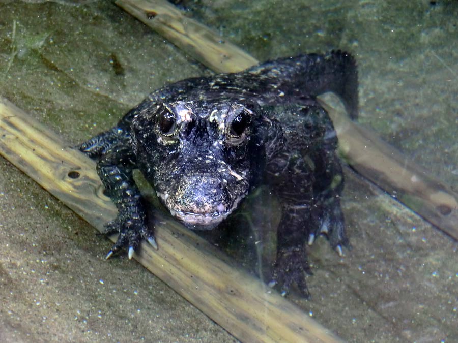 Stumpfkrokodil im Wuppertaler Zoo am 14. Juni 2014