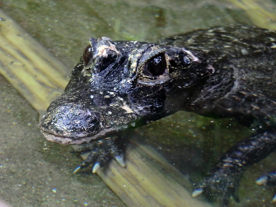 Stumpfkrokodil im Zoologischen Garten Wuppertal am 14. Juni 2014