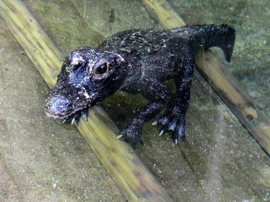 Stumpfkrokodil im Wuppertaler Zoo am 14. Juni 2014