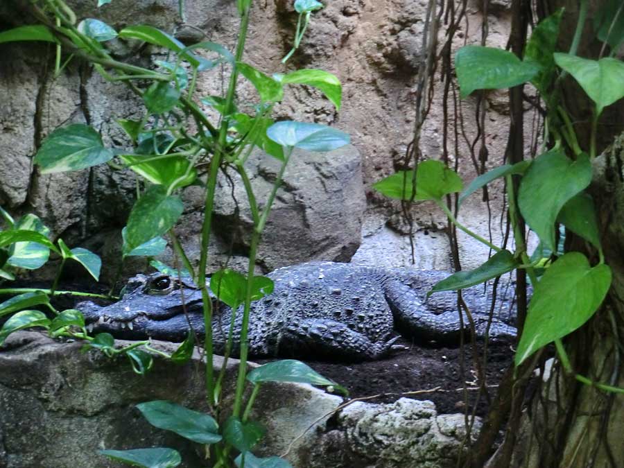 Stumpfkrokodil im Wuppertaler Zoo am 15. Juni 2014