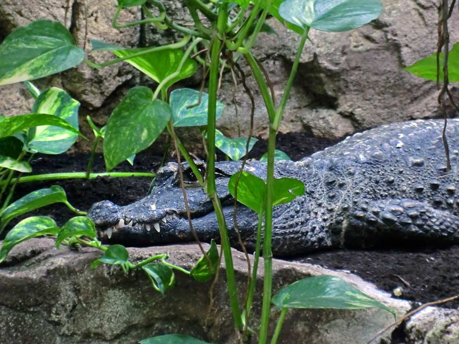 Stumpfkrokodil im Zoo Wuppertal am 15. Juni 2014