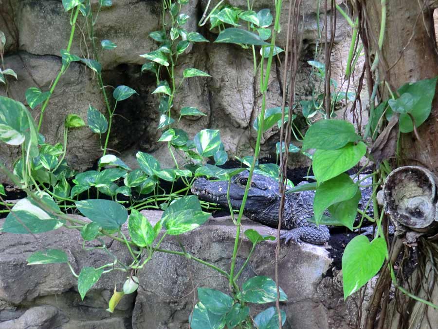 Stumpfkrokodil im Zoo Wuppertal am 11. Juli 2014