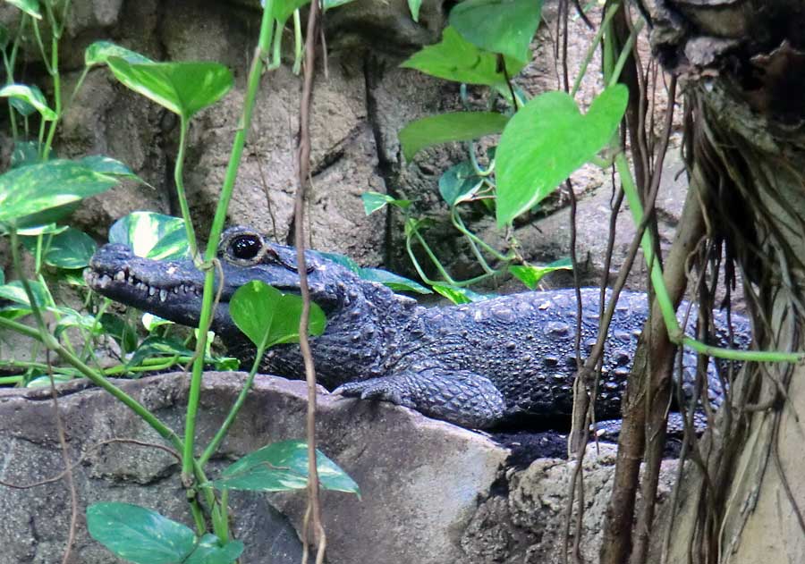 Stumpfkrokodil im Zoologischen Garten Wuppertal am 11. Juli 2014