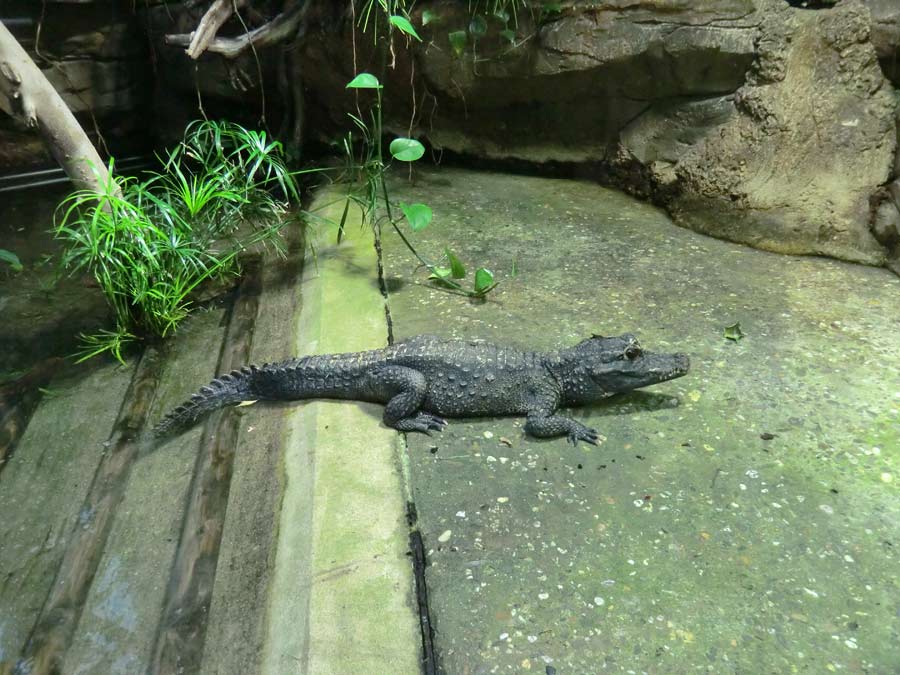 Stumpfkrokodil im Zoo Wuppertal im Juli 2014