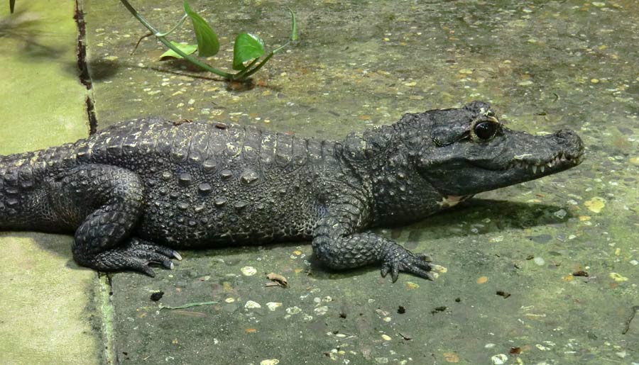 Stumpfkrokodil im Zoologischen Garten Wuppertal im Juli 2014