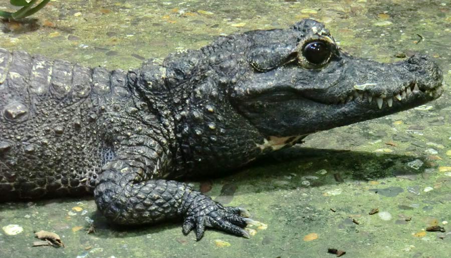 Stumpfkrokodil im Wuppertaler Zoo im Juli 2014