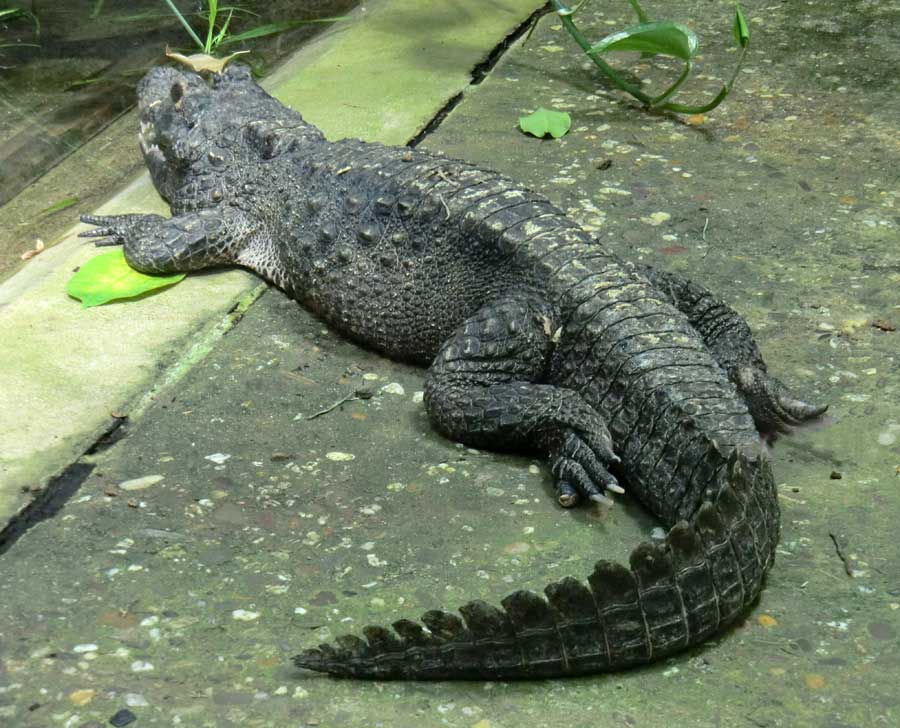 Stumpfkrokodil im Zoo Wuppertal im Juli 2014