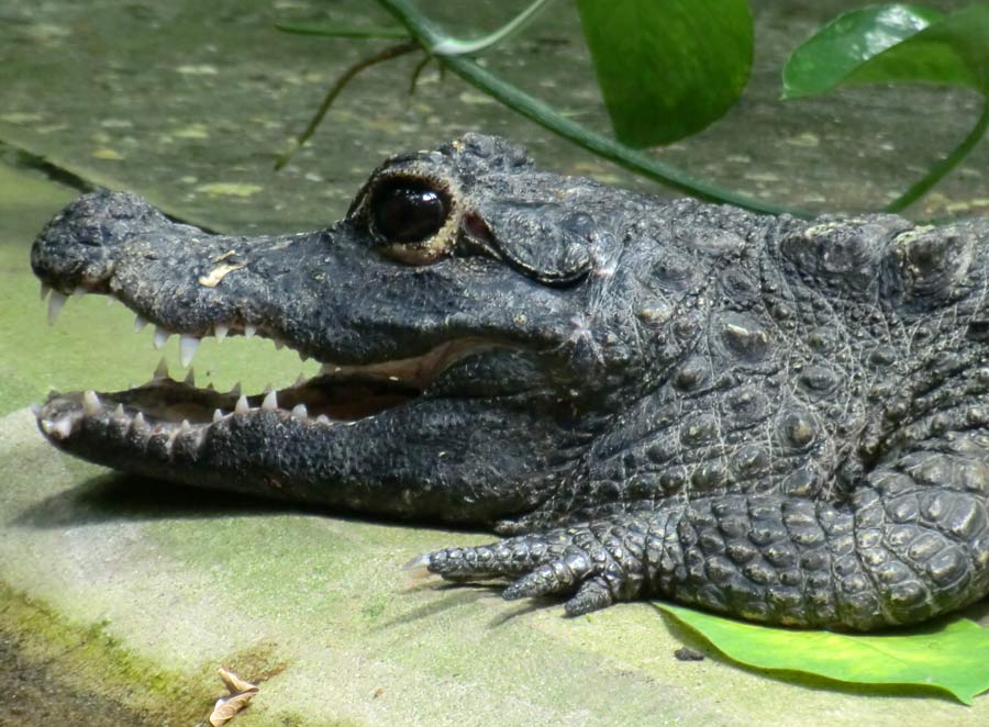 Stumpfkrokodil im Zoologischen Garten Wuppertal im Juli 2014