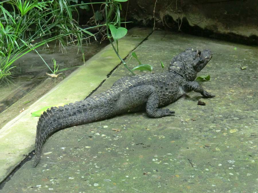 Stumpfkrokodil im Zoo Wuppertal im Juli 2014