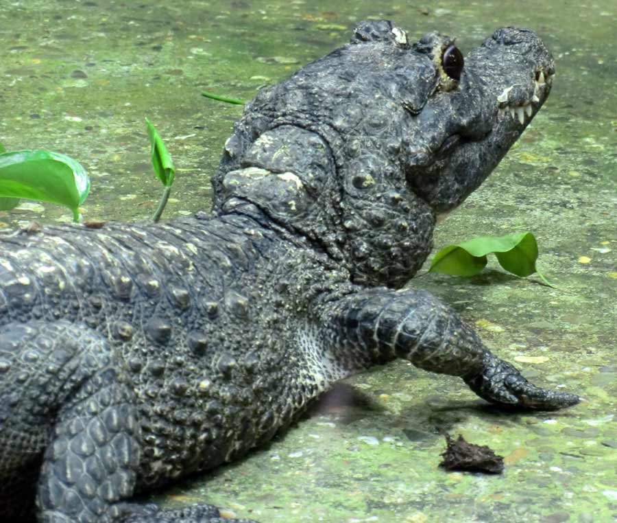 Stumpfkrokodil im Zoologischen Garten Wuppertal im Juli 2014