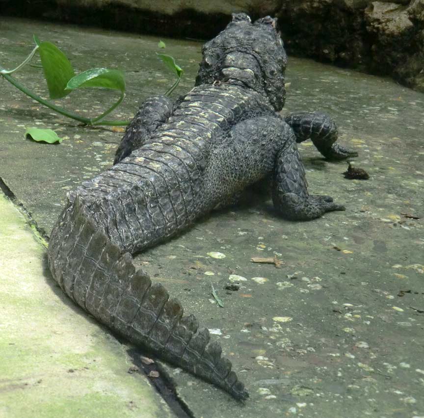 Stumpfkrokodil im Wuppertaler Zoo im Juli 2014