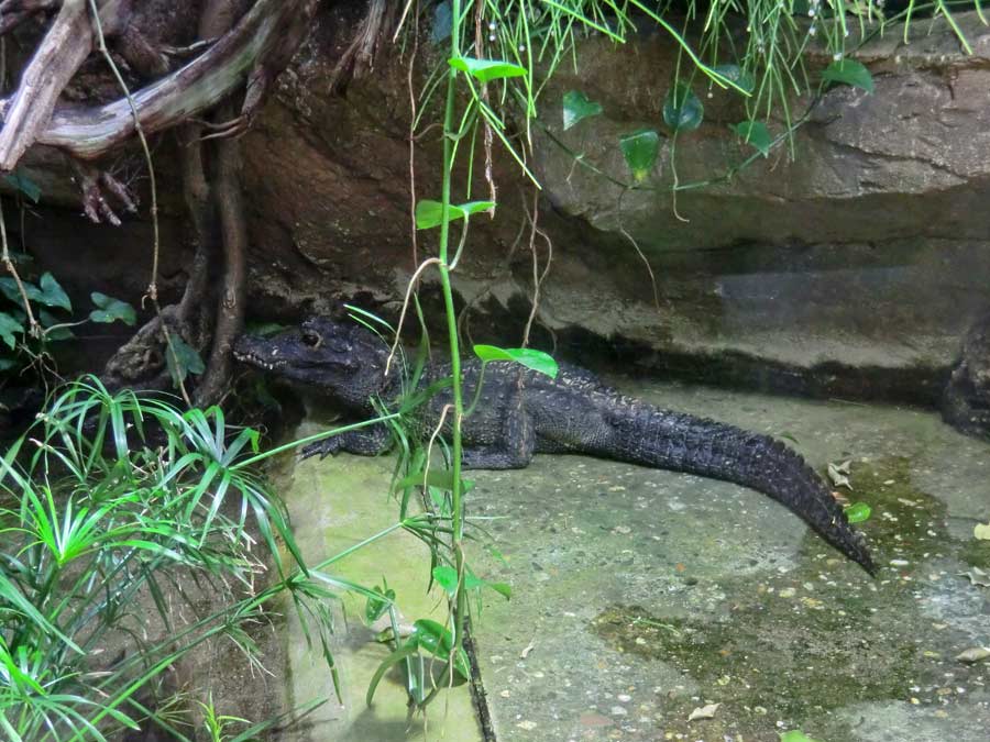 Stumpfkrokodil im Zoo Wuppertal im Juli 2014