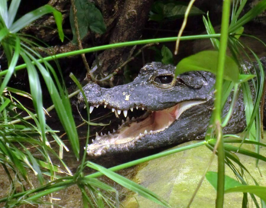 Stumpfkrokodil im Zoologischen Garten Wuppertal im Juli 2014