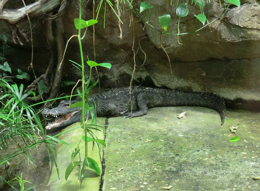 Stumpfkrokodil im Wuppertaler Zoo im Juli 2014