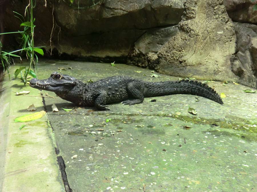 Stumpfkrokodil im Zoo Wuppertal im Juli 2014