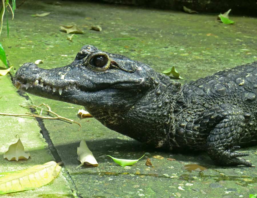 Stumpfkrokodil im Zoologischen Garten Wuppertal im Juli 2014