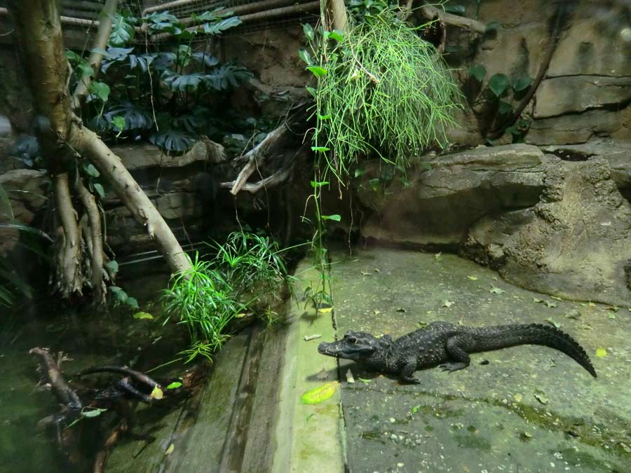 Stumpfkrokodil im Wuppertaler Zoo im Juli 2014