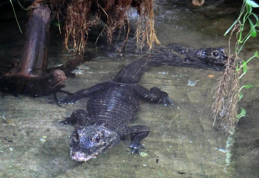 Stumpfkrokodile im Zoo Wuppertal im August 2014