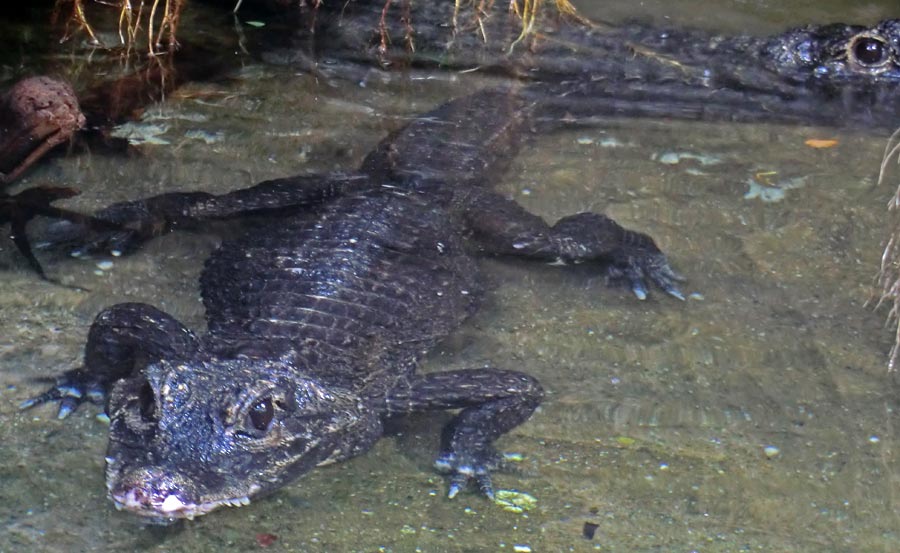 Stumpfkrokodile im Zoologischen Garten Wuppertal im August 2014