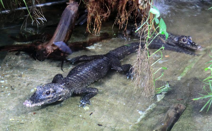 Stumpfkrokodile im Wuppertaler Zoo im August 2014