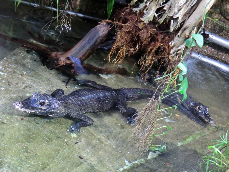 Stumpfkrokodile im Zoo Wuppertal im August 2014