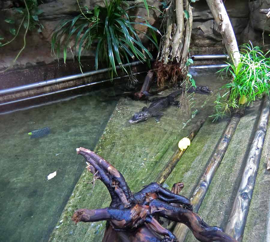 Stumpfkrokodile im Zoologischen Garten Wuppertal im August 2014