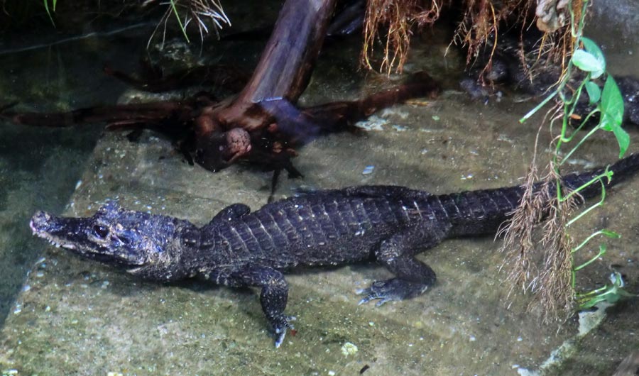 Stumpfkrokodil im Zoo Wuppertal im August 2014