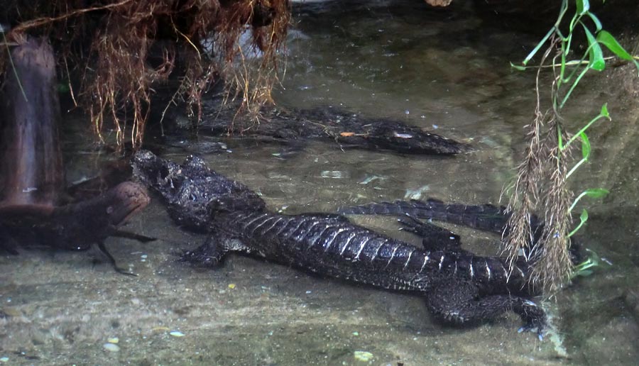 Stumpfkrokodile im Zoologischen Garten Wuppertal im August 2014