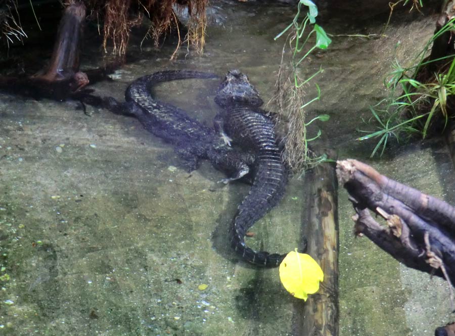 Stumpfkrokodile im Wuppertaler Zoo im August 2014