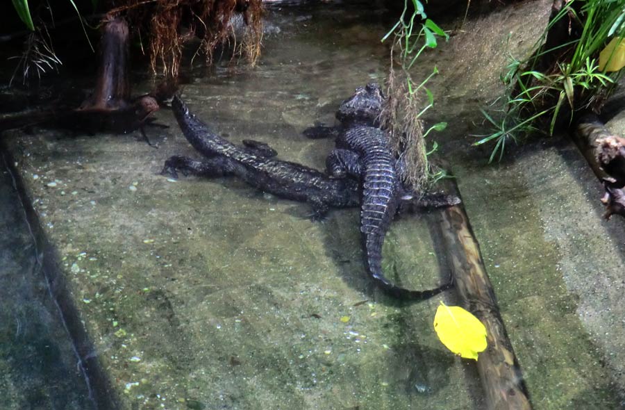 Stumpfkrokodile im Zoo Wuppertal im August 2014