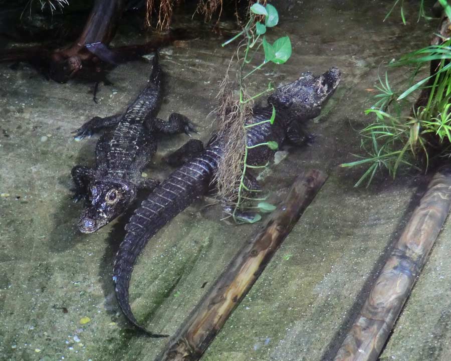 Stumpfkrokodile im Zoologischen Garten Wuppertal im August 2014