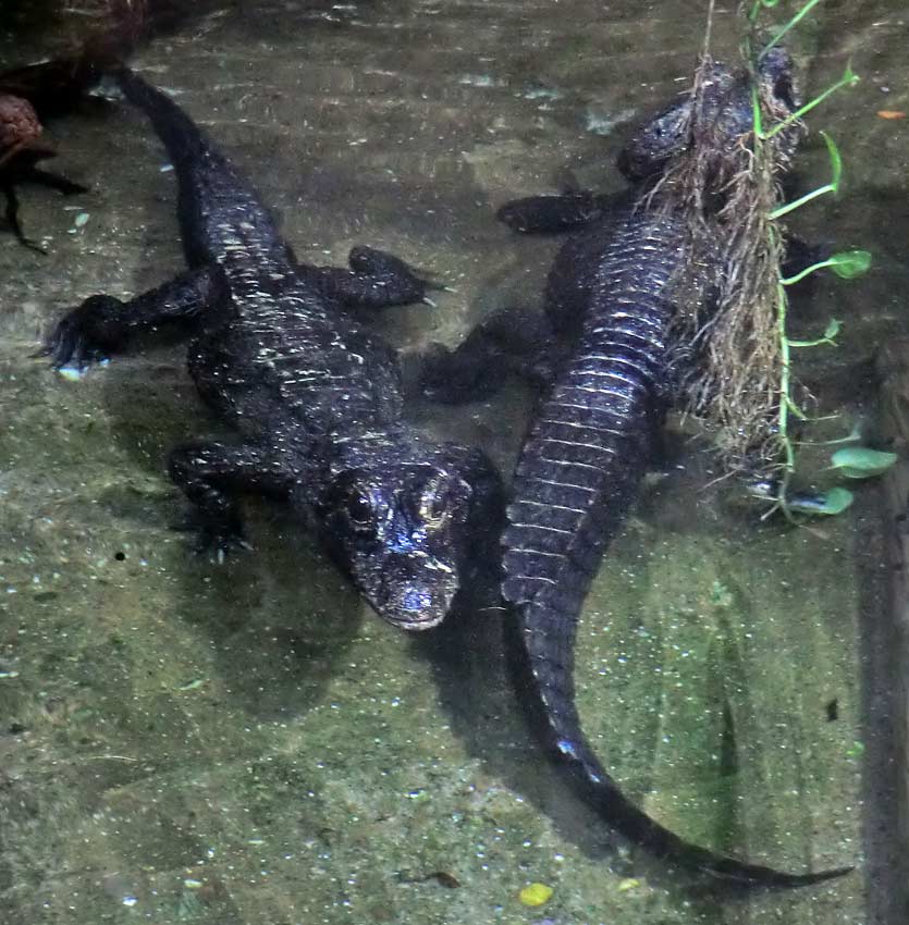 Stumpfkrokodile im Wuppertaler Zoo im August 2014