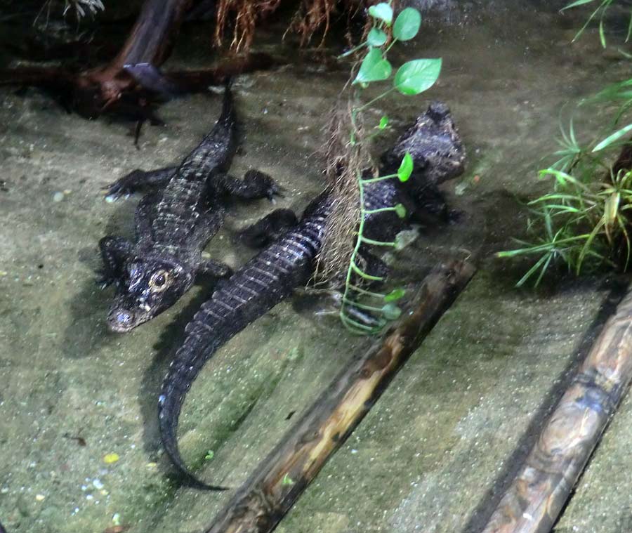 Stumpfkrokodile im Zoo Wuppertal im August 2014