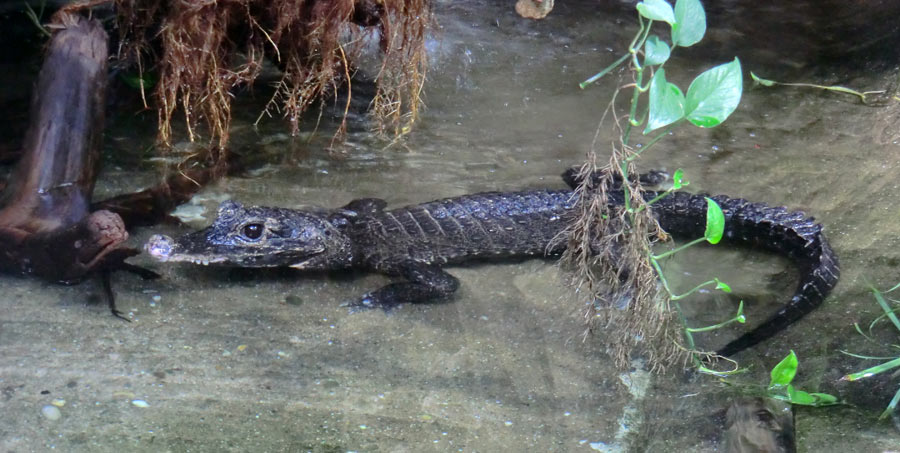 Stumpfkrokodil im Zoologischen Garten Wuppertal im August 2014